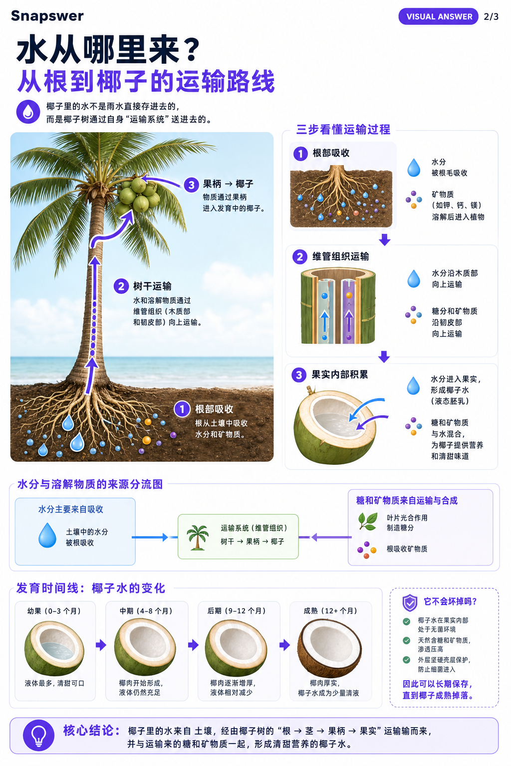 椰子里面为什么会有水？水从哪里来？水不会坏掉吗？ — Visual Answer page 2