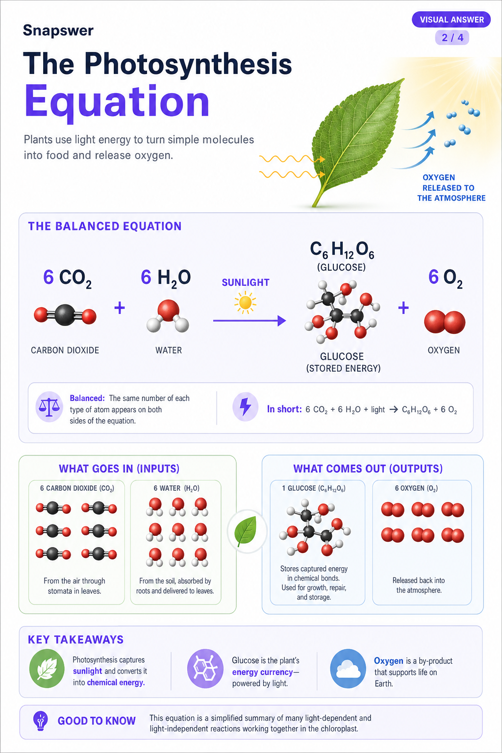What is photosynthesis — Visual Answer page 2