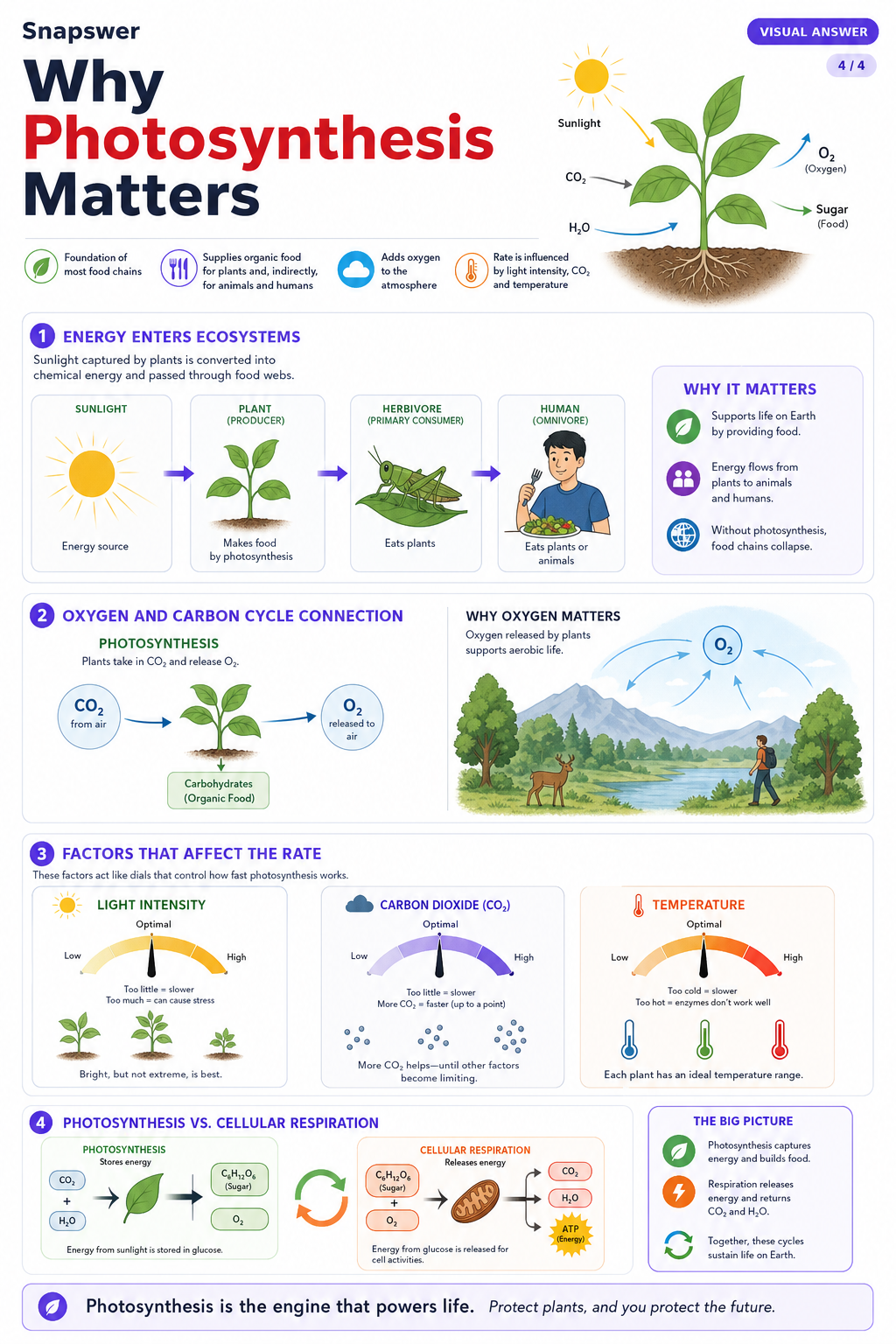 What is photosynthesis — Visual Answer page 4